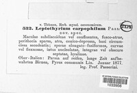Leptothyrium carpophilum image